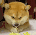 萌宠 狗狗 吃 呆萌 可爱