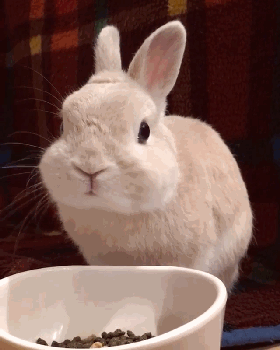 兔子吃饭咀嚼可爱gif动图