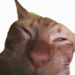 萌宠 猫咪 傻 呆萌 可爱