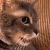 萌宠 猫咪 惊讶 呆萌 可爱