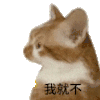 萌宠 猫咪 我就不 呆萌 可爱
