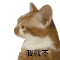 萌宠 猫咪 我就不 呆萌 可爱