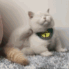 萌宠 猫咪 抓痒 呆萌 可爱