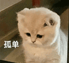 萌宠 猫咪 孤单 呆萌 可爱