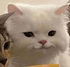 萌宠 猫咪 盯 呆萌 可爱