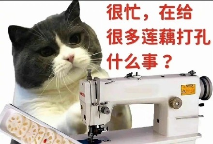 斗图猫猫很忙gif动图