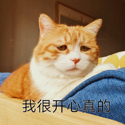 沮丧表情包 橘猫图片