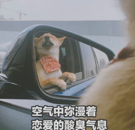 空气中弥漫着恋爱的酸臭气息 单身狗