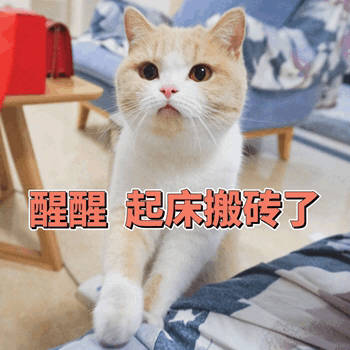 醒醒,起床搬砖了 起床  猫咪