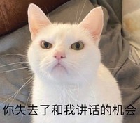 萌宠 猫 你失去了和我讲话的机会 难受 搞怪 逗