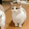 萌宠 猫咪 疑惑 呆萌 可爱