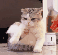 萌宠 猫咪 摸 呆萌 可爱