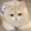 萌宠 猫咪 不开心 呆萌 可爱