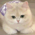 萌宠 猫咪 不开心 呆萌 可爱
