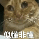 萌寵 貓咪 似懂非懂 呆萌 可愛(ài)