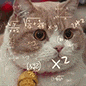 萌宠 猫咪 思考 呆萌 可爱