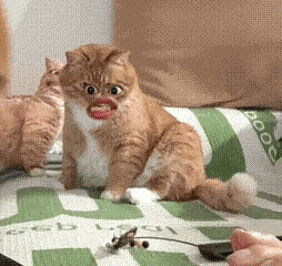 淑芬猫 猫咪 可爱 搞怪 抽象