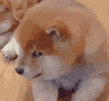 萌宠 狗狗 生气 呆萌 可爱