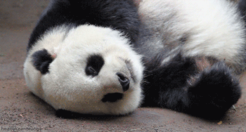 熊猫人吐舌头表情包图片