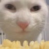 萌宠 猫咪 啃玉米 沙雕 搞笑