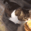 萌宠 猫咪 闻一下 呆萌 可爱