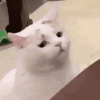 萌宠 猫咪 无语 搞怪 逗
