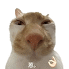 萌宠 猫咪 蒽 呆萌 可爱