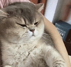 萌宠 猫咪 生气 呆萌 可爱