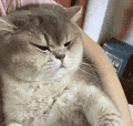 萌宠 猫咪 生气 呆萌 可爱