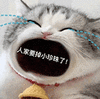 萌宠 猫咪 人家要掉小珍珠了 呆萌 可爱