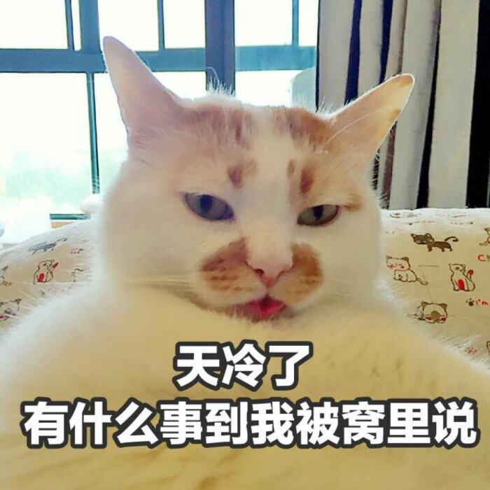 猫被窝表情包图片