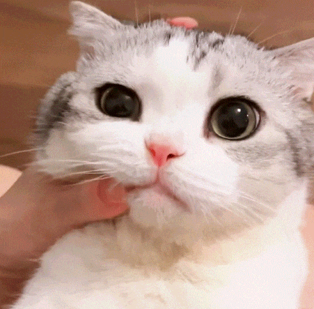 萌宠 猫咪 生气 呆萌 可爱