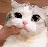 萌宠 猫咪 生气 呆萌 可爱