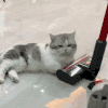 萌宠 猫咪 盯着你 呆萌 可爱