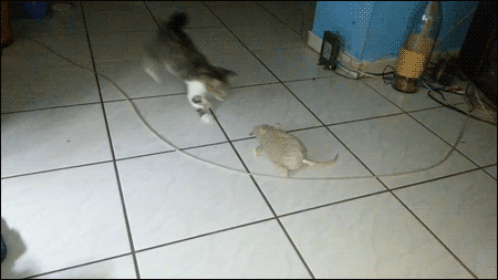 小猫猫攻击gif动图