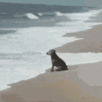 萌宠 狗 大海 呆萌 可爱