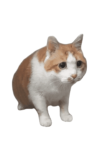 猫咪 可爱 沙雕 搞怪