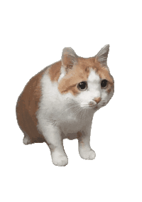 猫咪 可爱 沙雕 搞怪