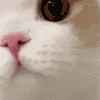 萌宠 猫咪 好奇 呆萌 可爱