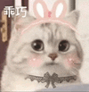 萌宠 猫咪 乖巧 呆萌 可爱