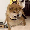 萌宠 狗 生气 呆萌 可爱