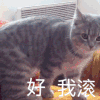 萌宠 猫咪 我滚 呆萌 可爱