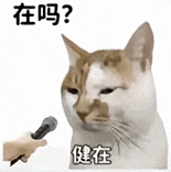 萌寵 貓咪 在嗎健在 呆萌 可愛