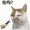 萌宠 猫咪 在吗健在 呆萌 可爱