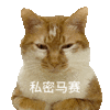 萌宠 猫咪 私密马赛 呆萌 可爱