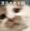 萌宠 猫咪 清汤大老爷啊 呆萌 可爱