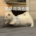 萌宠 猫咪 芜湖吃饭去咯 呆萌 可爱