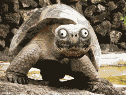 巴西龟表情包图片
