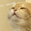 萌宠 猫咪 女人 你的心好狠 呆萌 可爱