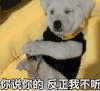 萌宠 狗 你说你的反正我不听 呆萌 可爱